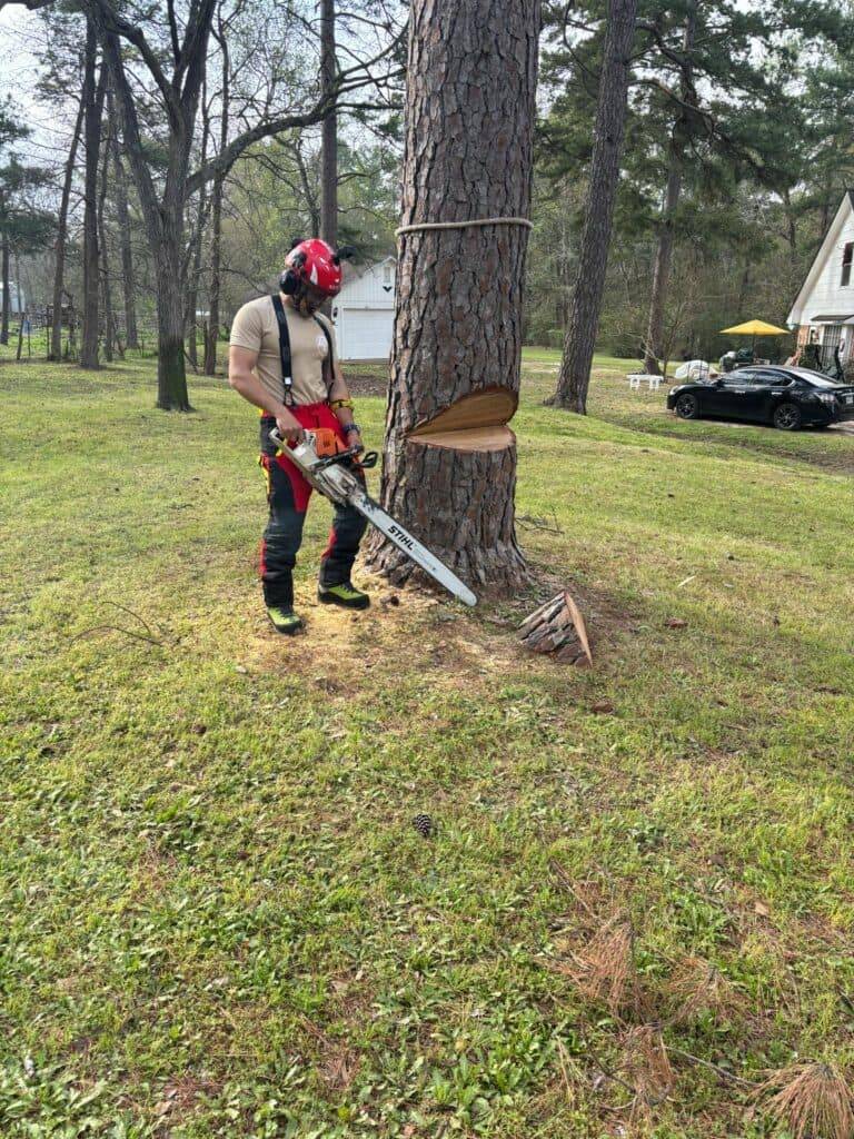Amaya Tree Service arborist making a controlled cut to remove a large pine tree in Huntsville, TX