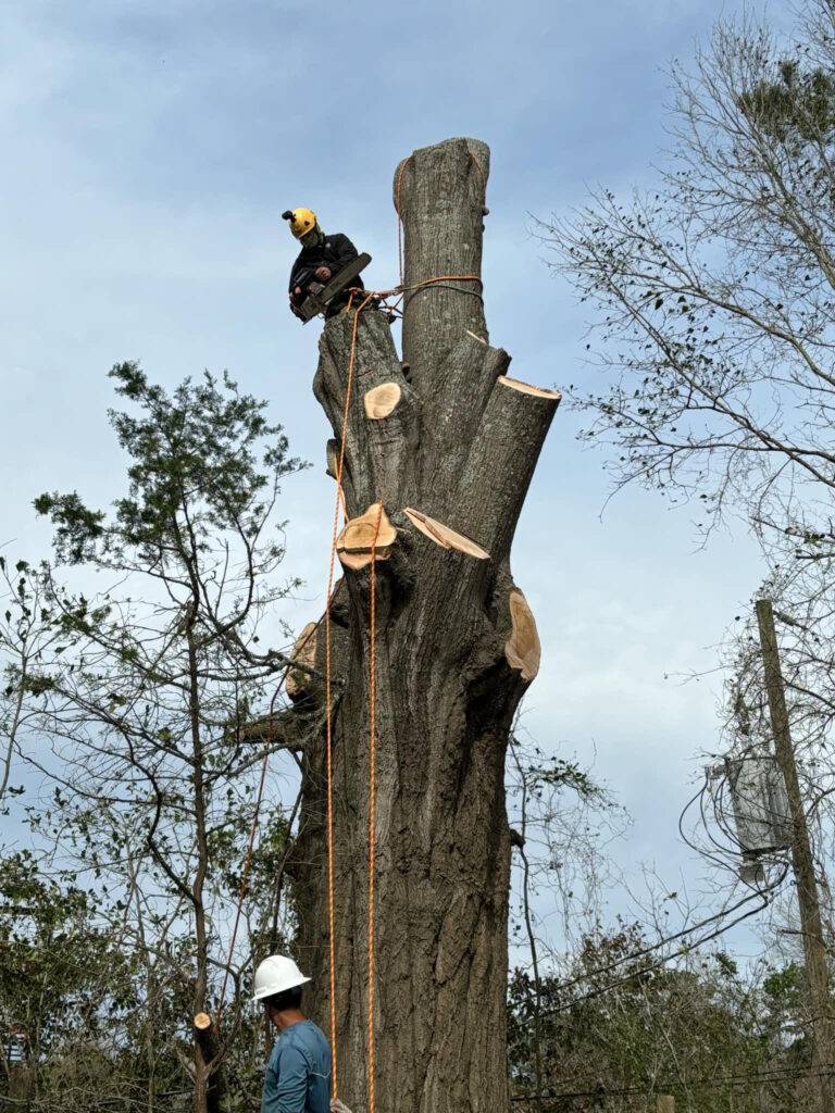 Amaya Tree Service arborist making a controlled cut on a pine tree near Trinity, TX